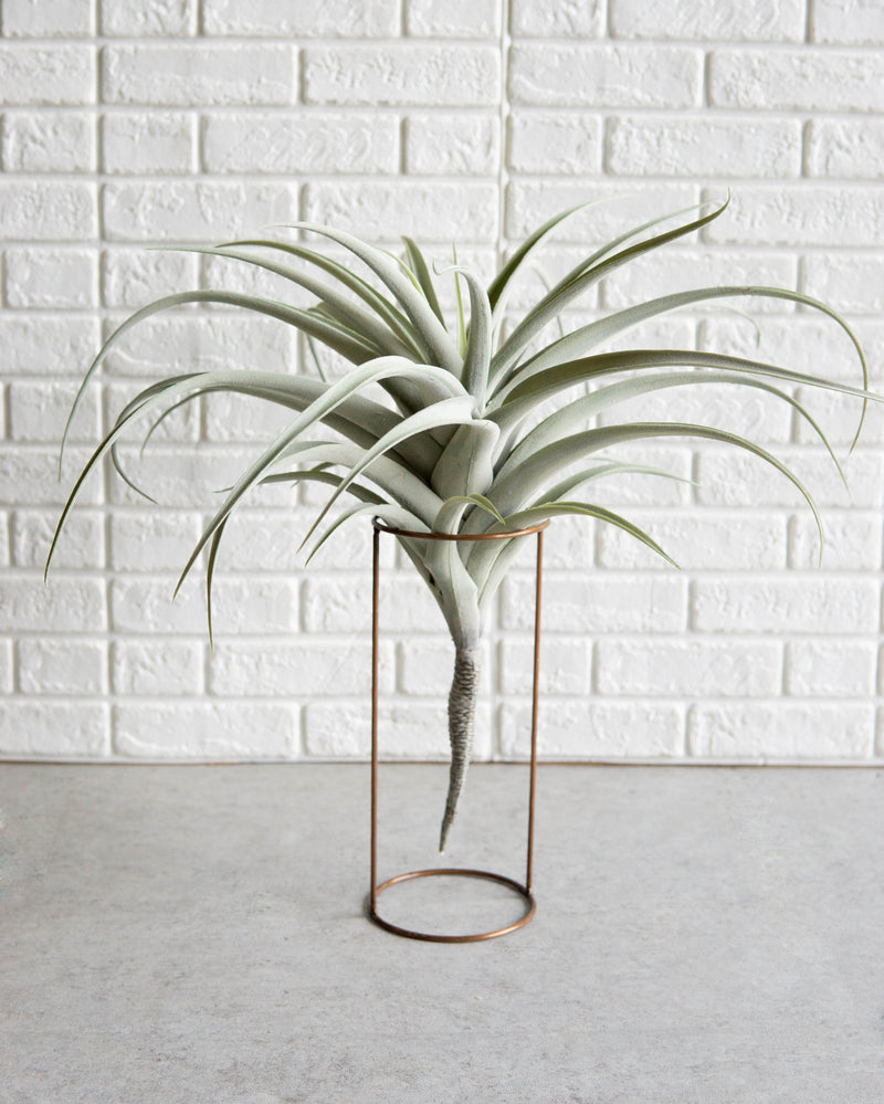 faux air plants Set Of 4 Realistic Large Artificial Air Plant Succulents Stem Green Bo– Ebros Gift