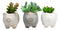 Set of 3 Realistic Artificial Botanica Succulents in Little Pigs Pot 5" High