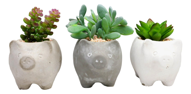 Set of 3 Realistic Artificial Botanica Succulents in Little Pigs Pot 5" High