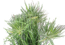 Large Realistic Lifelike Artificial Cyprus Grass Plant In Black Pot Botanica