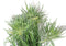 Large Realistic Lifelike Artificial Cyprus Grass Plant In Black Pot Botanica