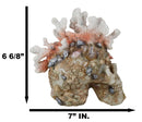 Marine Sea Explorer The Great Barrier Coral Reef Shells And Rocks Skull Figurine