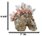Marine Sea Explorer The Great Barrier Coral Reef Shells And Rocks Skull Figurine