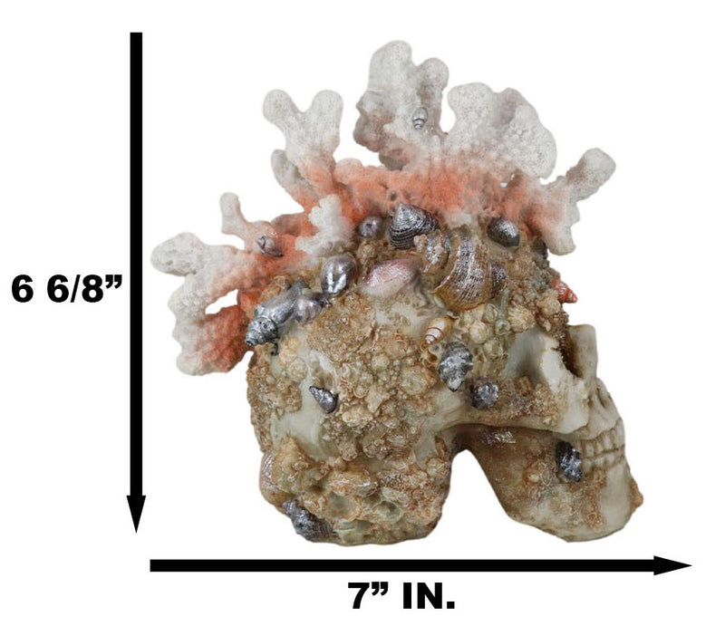Marine Sea Explorer The Great Barrier Coral Reef Shells And Rocks Skull Figurine