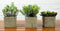 Set Of 3 Realistic Lifelike Artificial Botanica Succulents In Square Pots 6"H