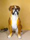 Large 18" Tall Adorable Realistic Sitting Fawn Boxer Dog Statue Home Decor