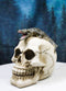 Ossuary Macabre Gothic Jointed Skull with Perching Crocodile Gator Figurine