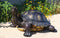 Realistic Lifelike Galapagos Giant Tortoise Turtle Reptile Statue 29"Long