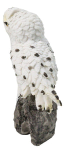 Snowy Owl Couple Figurine 5.5-Inch White Kissing Owl Statue on Snow-Covered Rock