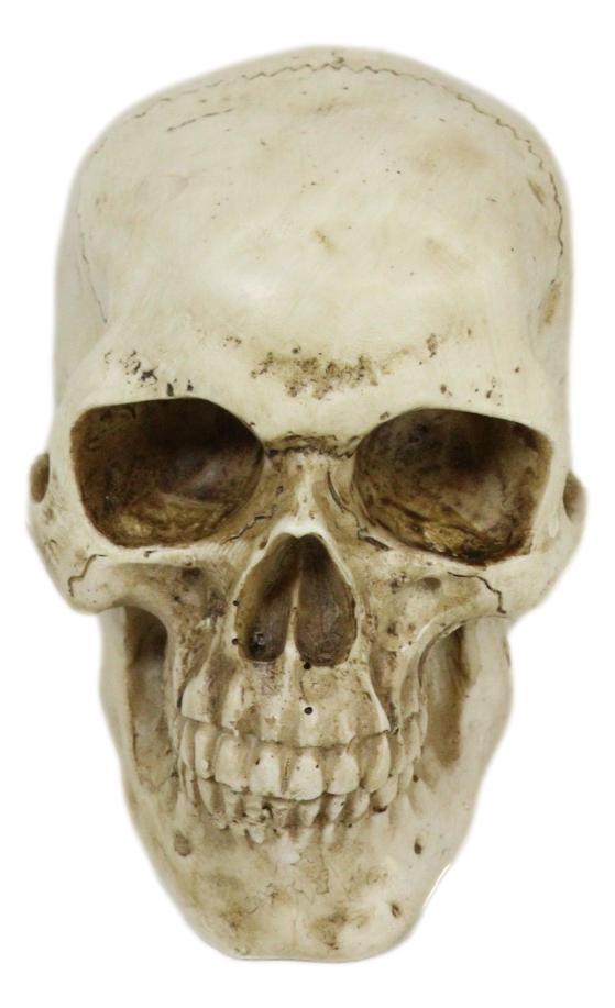 Ebros Paleoanthropology Homosapien Mini Skull Collectible Figurine 4.5"L