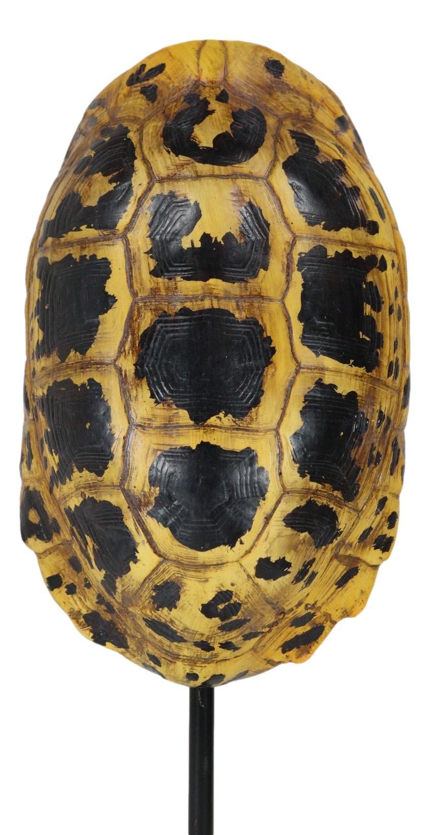 Nautical Reptile Yellow Elongated Tortoise Shell Sculpture On Museum Art Stand