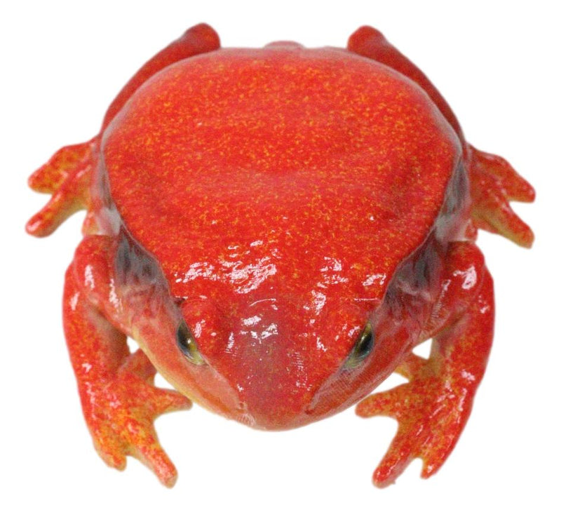 Amphibian Wild Creatures Realistic Northern Red Legged Frog Decorative Figurine
