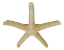 Nautical Marine Ocean Coral Yellow Sea Star Shell Starfish Wall Plaque Sculpture