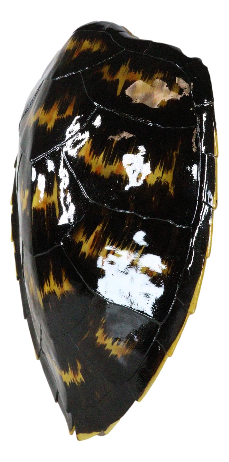 Large Nautical Marine Black Tone Faux Hawksbill Turtle Shell Replica Wall Decor - Ebros Gift