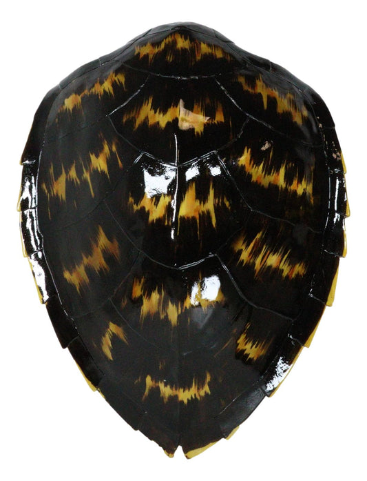 Large Nautical Marine Black Tone Faux Hawksbill Turtle Shell Replica Wall Decor - Ebros Gift