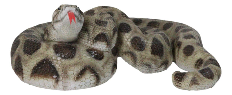 Realistic Ferocious Coiled Boa Snake Hand Painted Taxidermy Statue 17"L