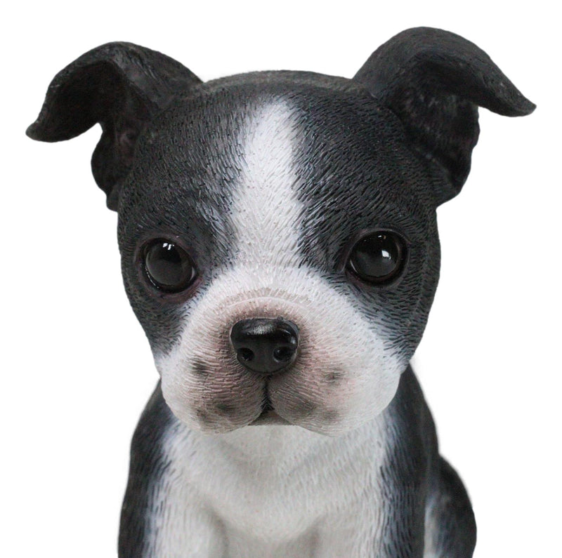 Realistic Miniature Boston Terrier Puppy Statue 6.25"Tall Animal Dog Collectible