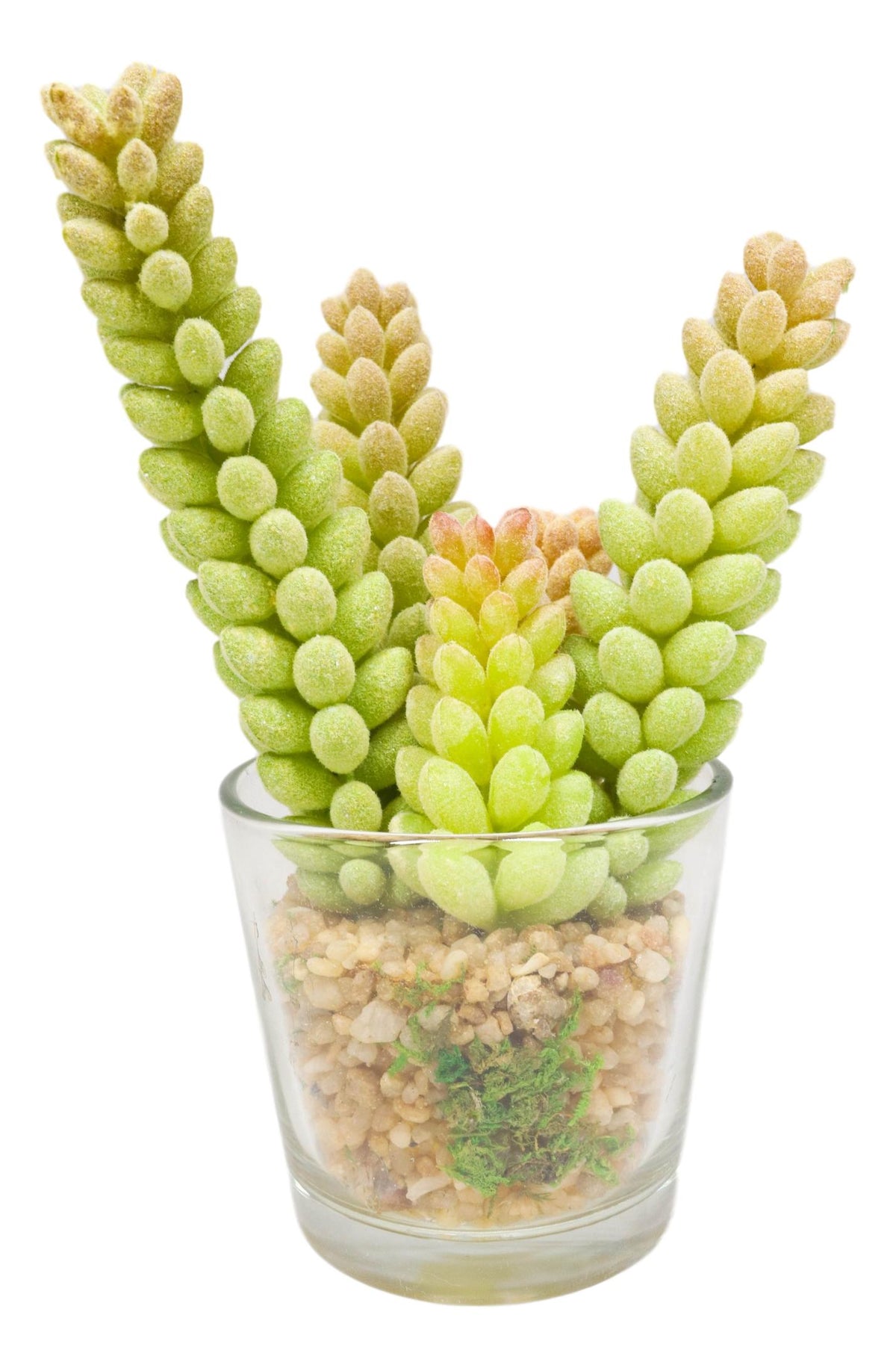 Set Of 6 Realistic Lifelike Artificial Faux Botanica Succulents In Glass Pots