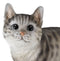 Standing Feline Gray Tabby Cat Kitten Figurine With Realistic Glass Eyes Decor