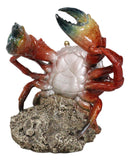 Ocean Marine Giant Stone Anthropod Crab With Black Claws Wine Bottle Holder
