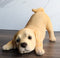 Realistic Adorable Crouching Fawn Golden Retriever Puppy Pet Dog Figurine