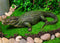 Ebros 21" Long Realistic Alligator Crocodile Statue Home and Garden Figurine - Ebros Gift