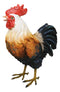 Rustic Western Country Farm White Breasted Chicken Rooster Figurine