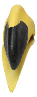 Realistic Faux Toco Toucan Skull with Yellow and Black Beak Sculpture 9" L