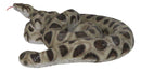 Realistic Ferocious Coiled Boa Snake Hand Painted Taxidermy Statue 17"L