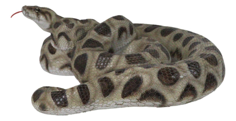 Realistic Ferocious Coiled Boa Snake Hand Painted Taxidermy Statue 17"L