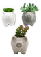 Set of 3 Realistic Artificial Botanica Succulents in Little Pigs Pot 5" High