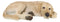 Large Realistic Sleeping Yellow Labrador Retriever Statue 21"H Golden Retriever