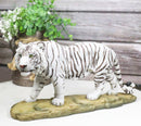 Prowling Fierce Leucistic Winter White Bengal Tiger Figurine 11.25" L