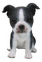 Realistic Miniature Boston Terrier Puppy Statue 6.25"Tall Animal Dog Collectible