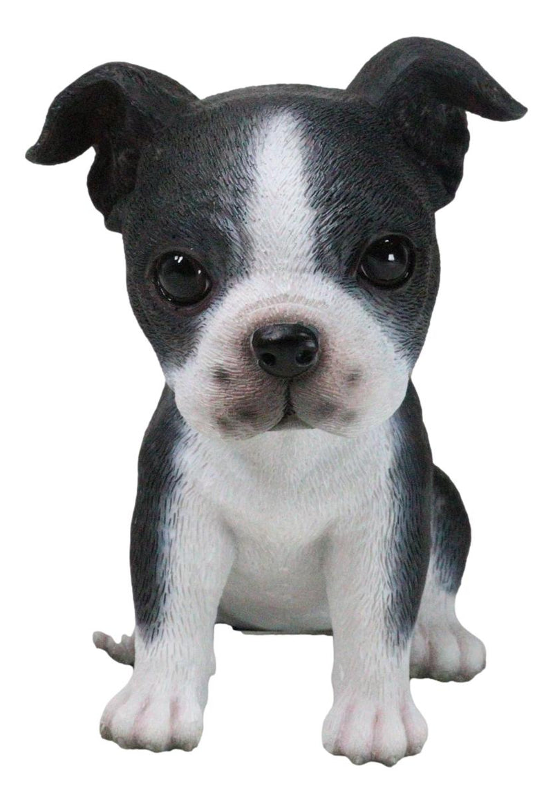 Realistic Miniature Boston Terrier Puppy Statue 6.25"Tall Animal Dog Collectible