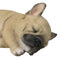 Realistic Adorable French Bulldog Dog Puppy Sleeping Figurine 6.75"Long