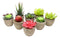 Set of 8 Colorful Realistic Artificial Botanica Flowering Succulents In Pots 6"H
