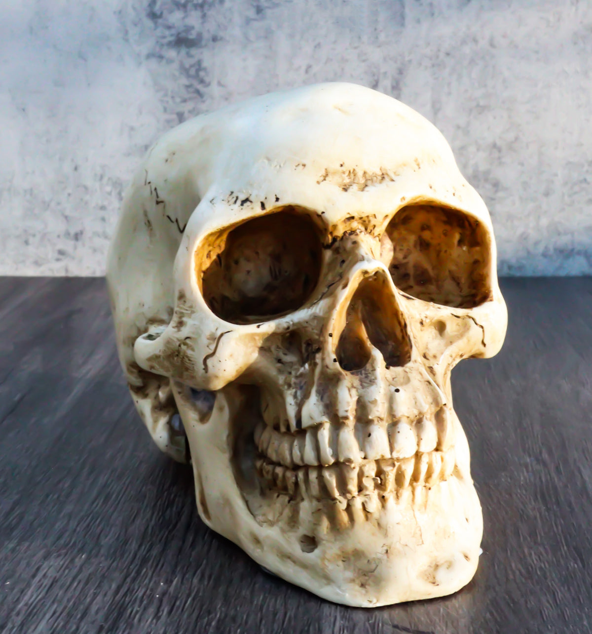 Ebros Paleoanthropology Homosapien Mini Skull Collectible Figurine 4.5"L