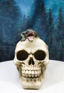 Ossuary Macabre Gothic Jointed Skull with Perching Crocodile Gator Figurine