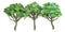 Pack of 6 Lifelike Artificial Kiwi Desert Plant Succulents Stem Botanica 8"H