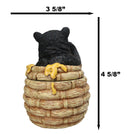 Western Forest Black Honey Pot Bear Life is Sweet Decorative Trinket Jewelry Box