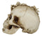 Spirit Skull Opera Tooled Rococo Flares Masquerade Cranium Macabre Figurine