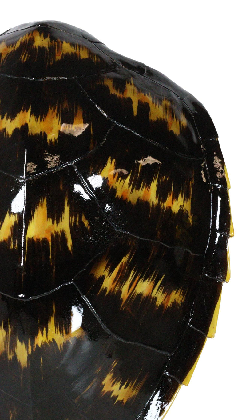 Large Nautical Marine Black Tone Faux Hawksbill Turtle Shell Replica Wall Decor