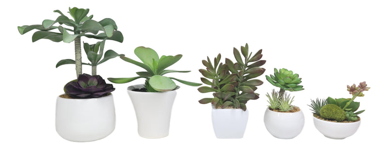 realistic fake succulents Set Of 5 Realistic Artificial Faux Botanica Succulents In Ceramic Mini– Ebros Gift