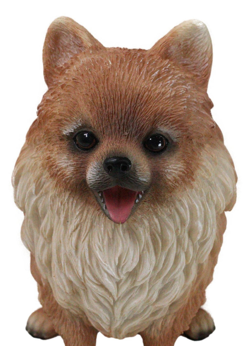 Lifelike Adorable Pet Pal Sitting Pomeranian Spitz Puppy Dog Figurine 6"H