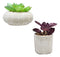 Set Of 3 Colored Realistic Artificial Botanica Succulents Plant In Textured Pots
