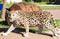 Large Lifelike Prowling Jaguar Statue 33"L Panther Cougar Puma Giant Cat Decor