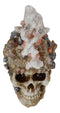 Marine Sea Explorer The Great Barrier Coral Reef Shells And Rocks Skull Figurine