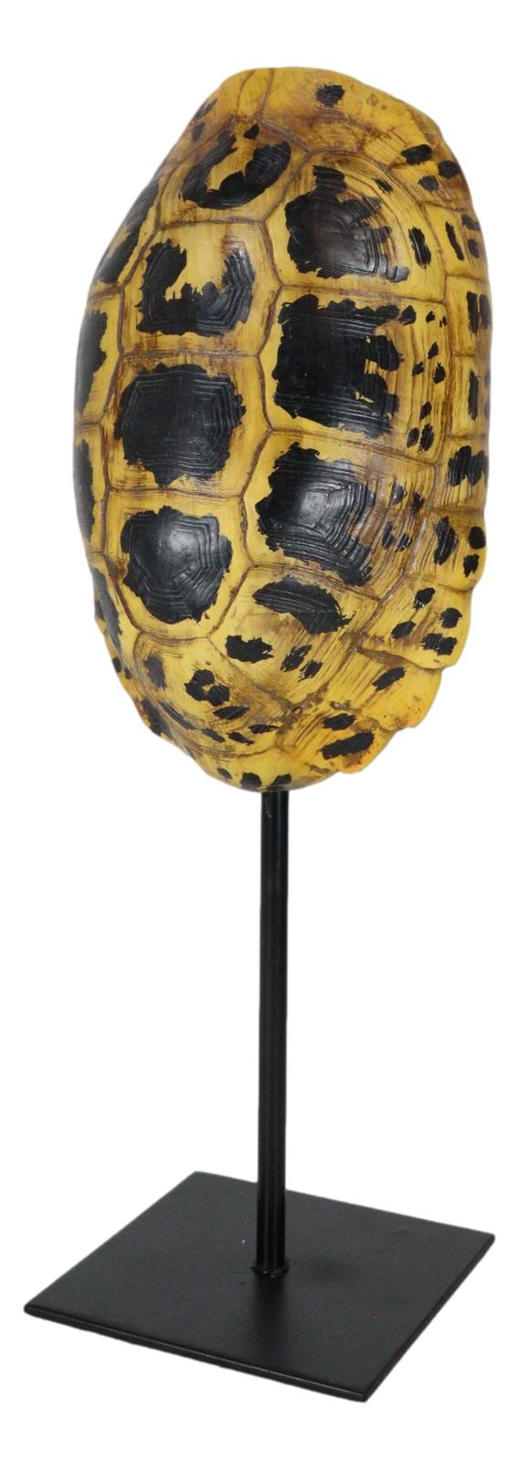 Nautical Reptile Yellow Elongated Tortoise Shell Sculpture On Museum Art Stand