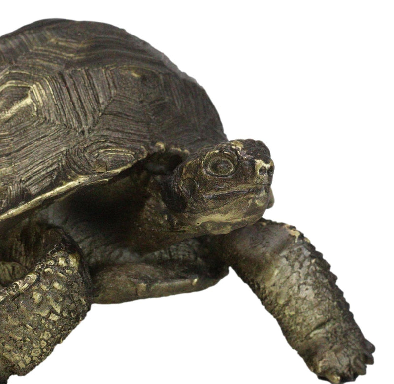 Marine Reptile Lifelike Galapagos Tortoise Taxidermy Replica Figurine 8"L